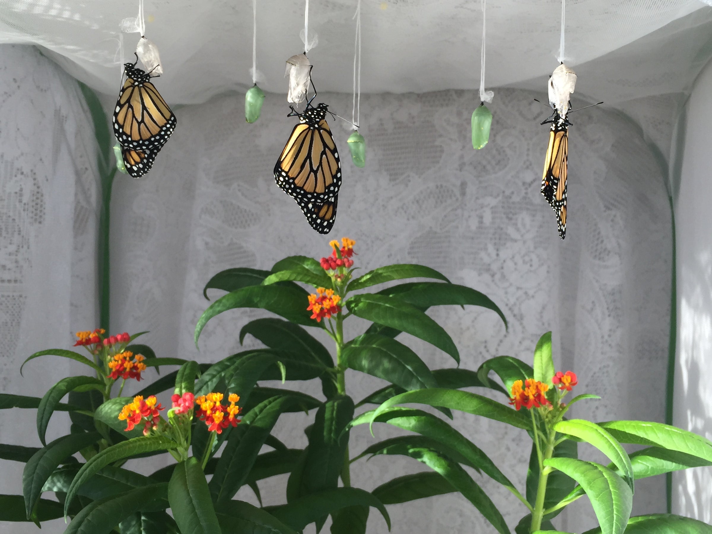 Why use a butterfly cage?  Press Butterfly Gardens 38105 Via